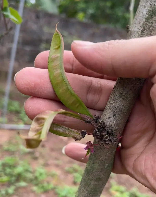 Quả hạnh phúc có hình dạng giống quả bồ kết thu nhỏ