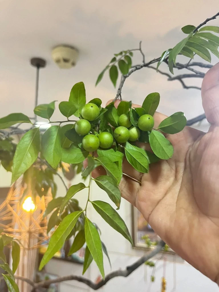 Quả muội hồng màu xanh khi còn xanh