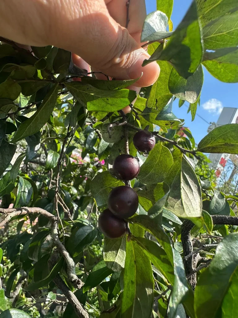 Quả muội hồng màu đỏ thẫm khi chín