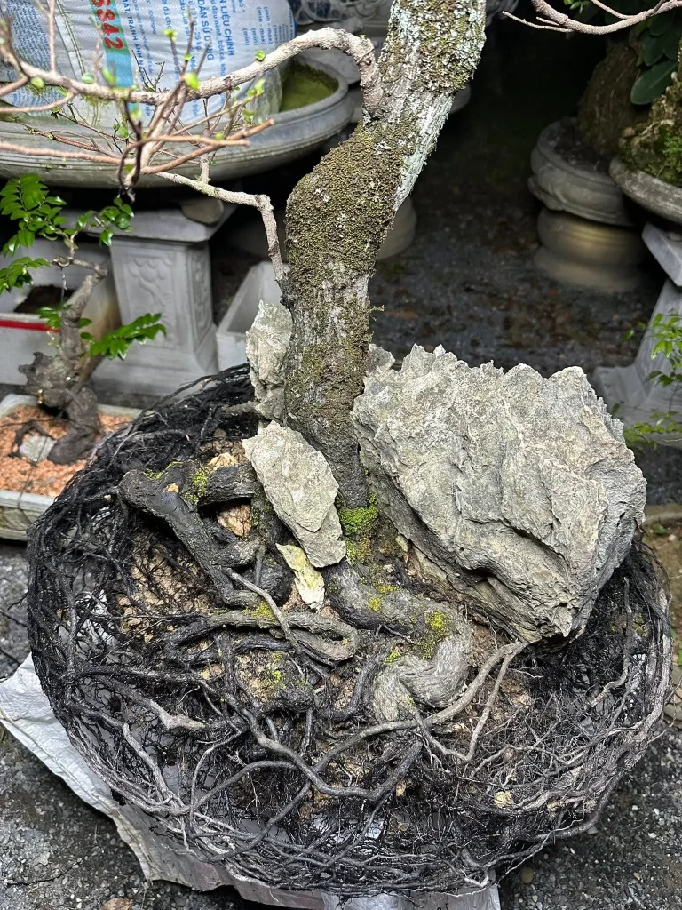 Rễ cây muội hồng có rất nhiều rễ tơ