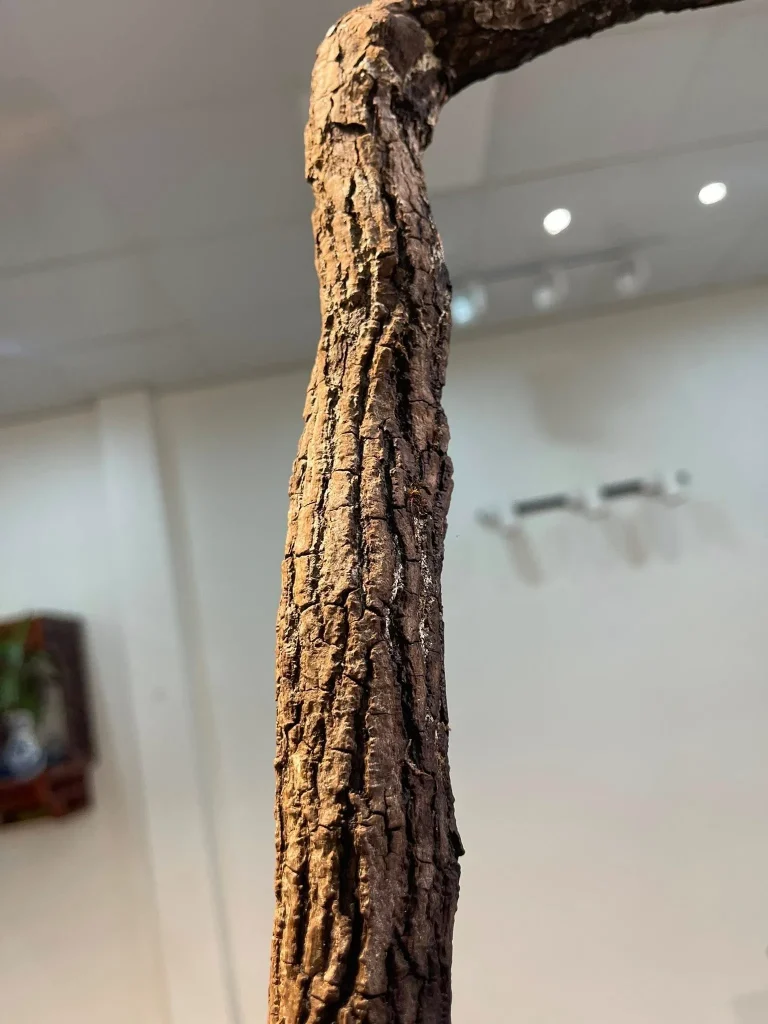 Thân cây muội hồng