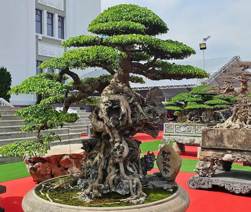 Chậu cảnh bonsai được trưng bày tại triển lãm