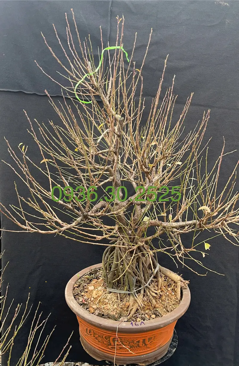 Cây nhất chi mai có bộ gốc rễ nổi chắc chắn và đẹp