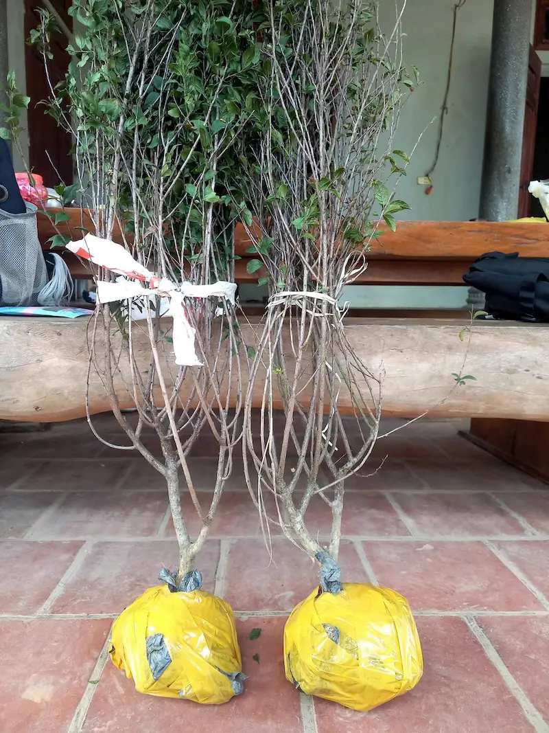 Cây hoa nhất chi mai giông, có dáng mọc tự nhiên