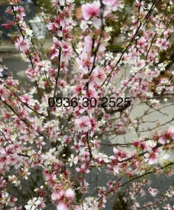 Hoa nhất chi mai cánh đơn có 5 cánh