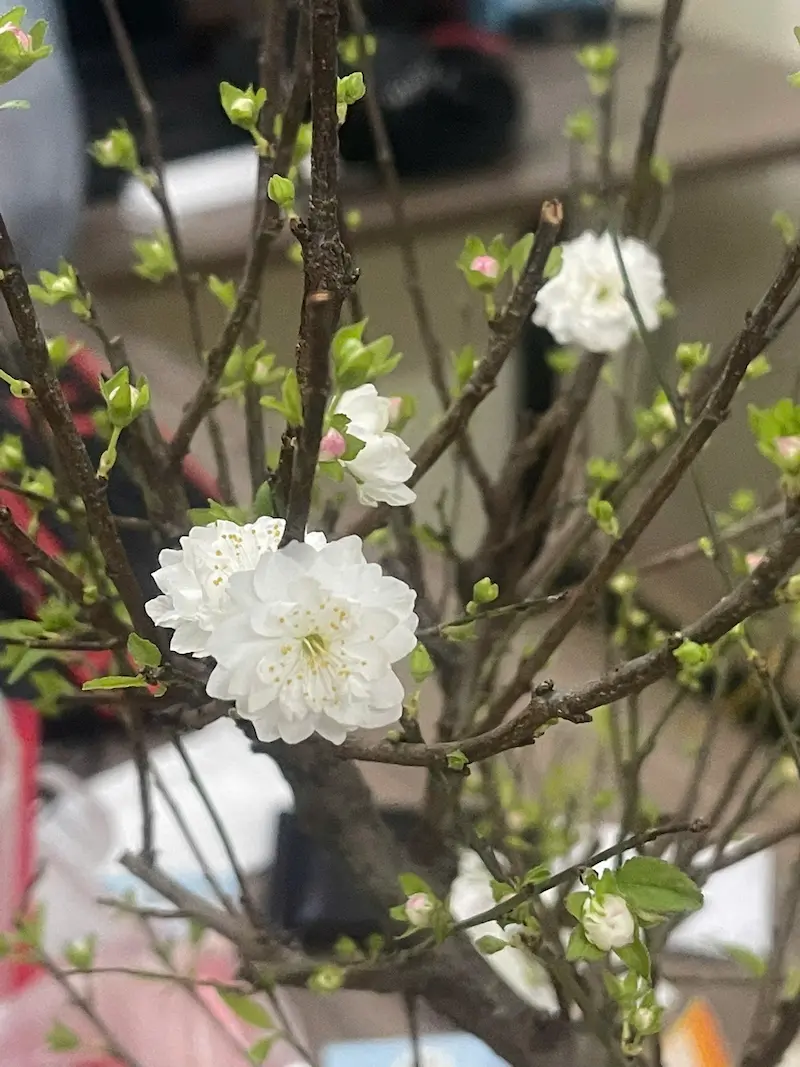 Hoa nhất chi mai cánh Kép có nhiều cánh xếp chồng lên nhau