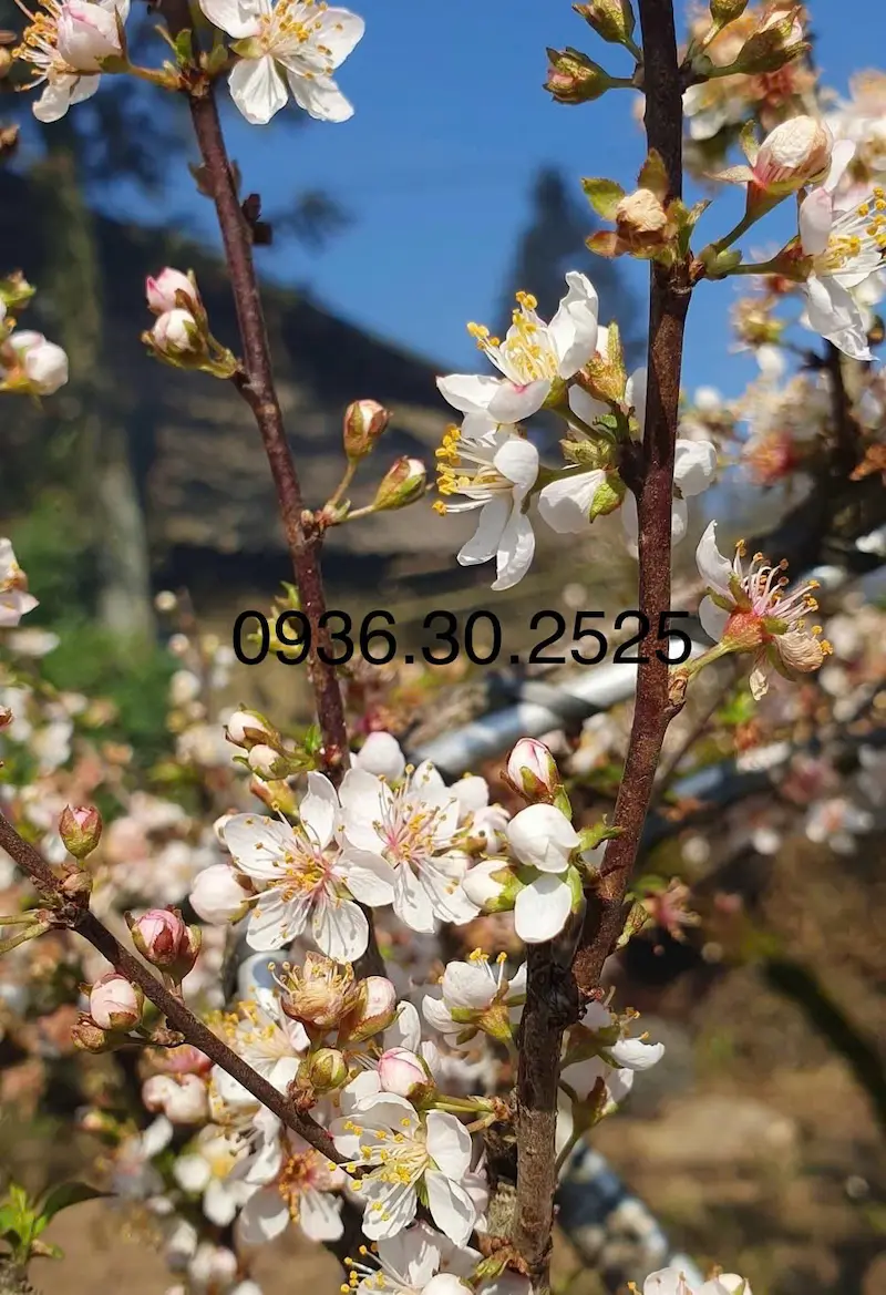 Hoa nhất chi mai cánh đơn nở 5 cánh