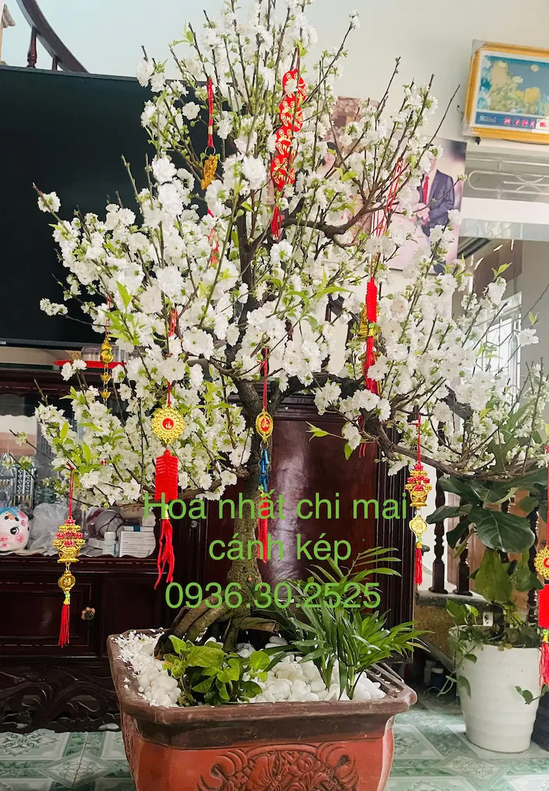 Cây hoa nhất chi mai cánh kép nở hoa dày