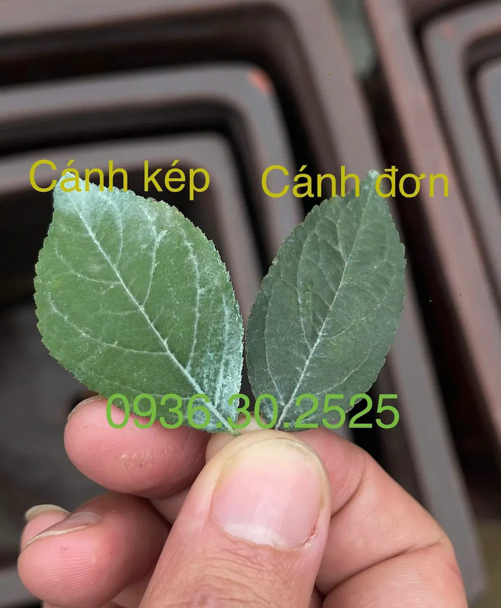 Lá của nhất chi mai cánh đơn (bên phải) thon và dài hơn