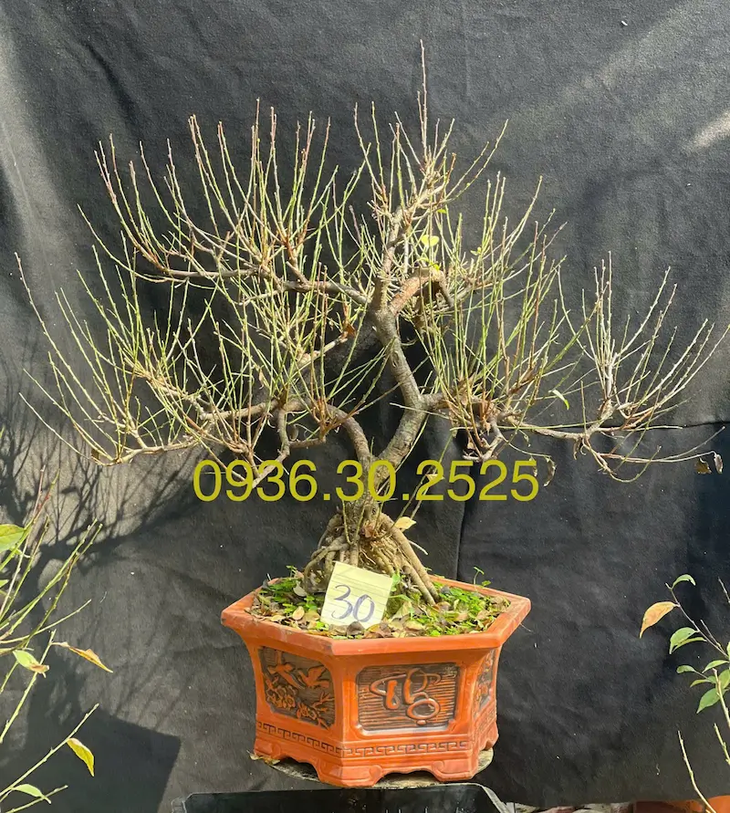 Cây hoa nhất chi mai bonsai thành phẩm