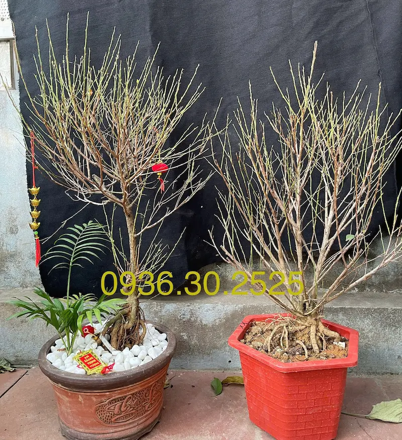 Cây nhất chi mai giông trồng trên chậu để chơi hoa