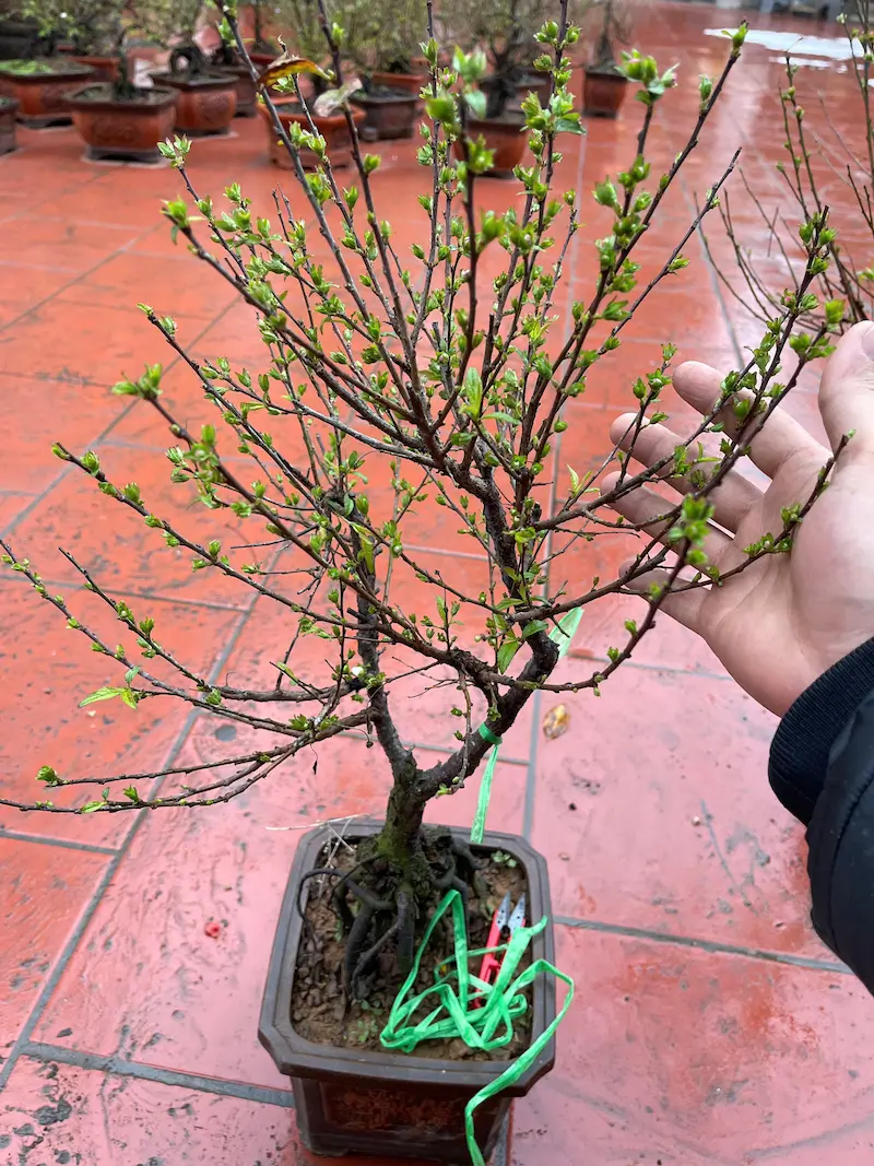 Cây nhất chi mai có nụ hoa dày và đều