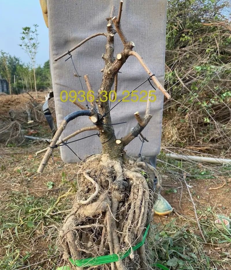 Phôi nhất chi mai được quấn băng dính đen tạo dáng bonsai
