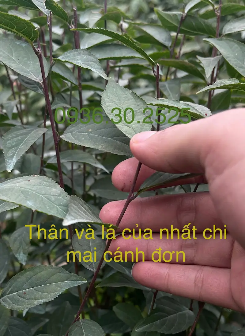 Nhất chi mai cánh đơn có thân cành non màu tím, đều màu không bị loang