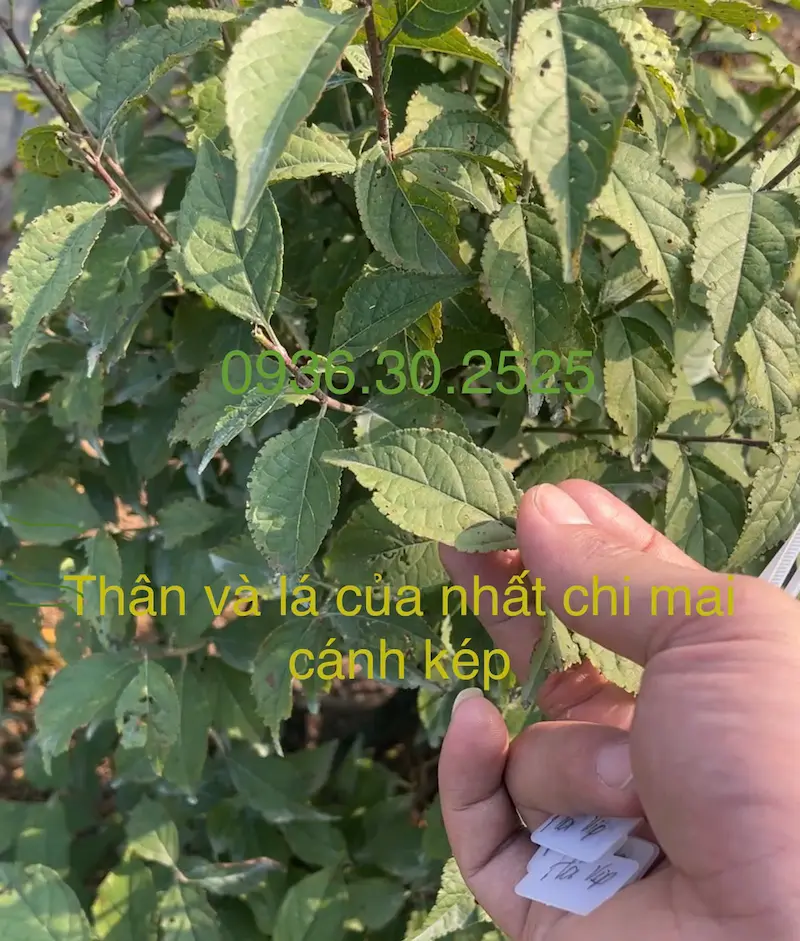 Nhất chi mai cánh kép có thân cành màu xanh non, có vết loang và không đều màu 