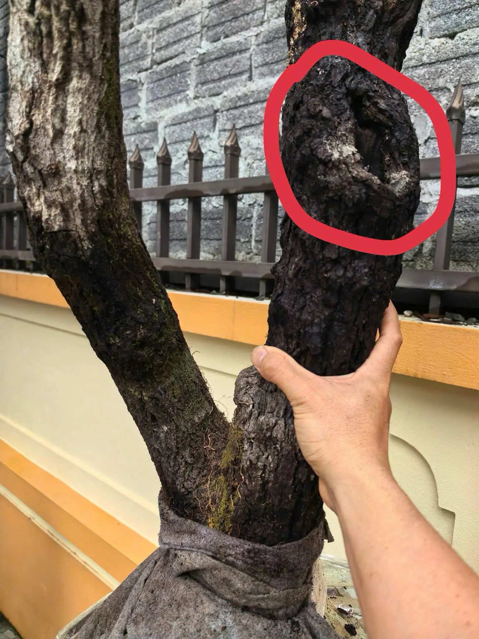 bệnh thối cành trên cây muội hồng