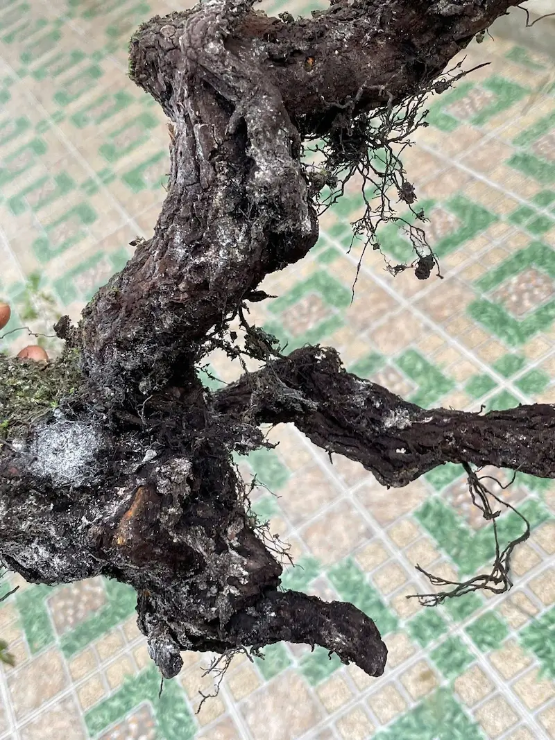 Bệnh thối rễ trên cây muội hồng