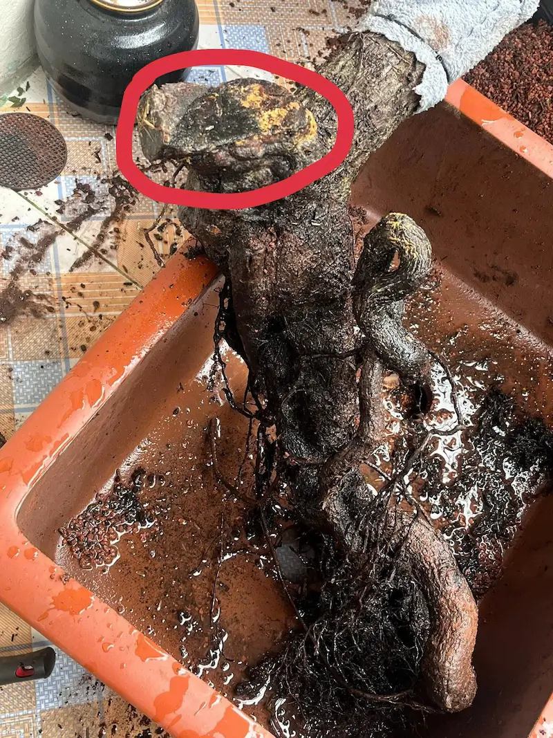 bệnh muội hồng thối thân thối cành