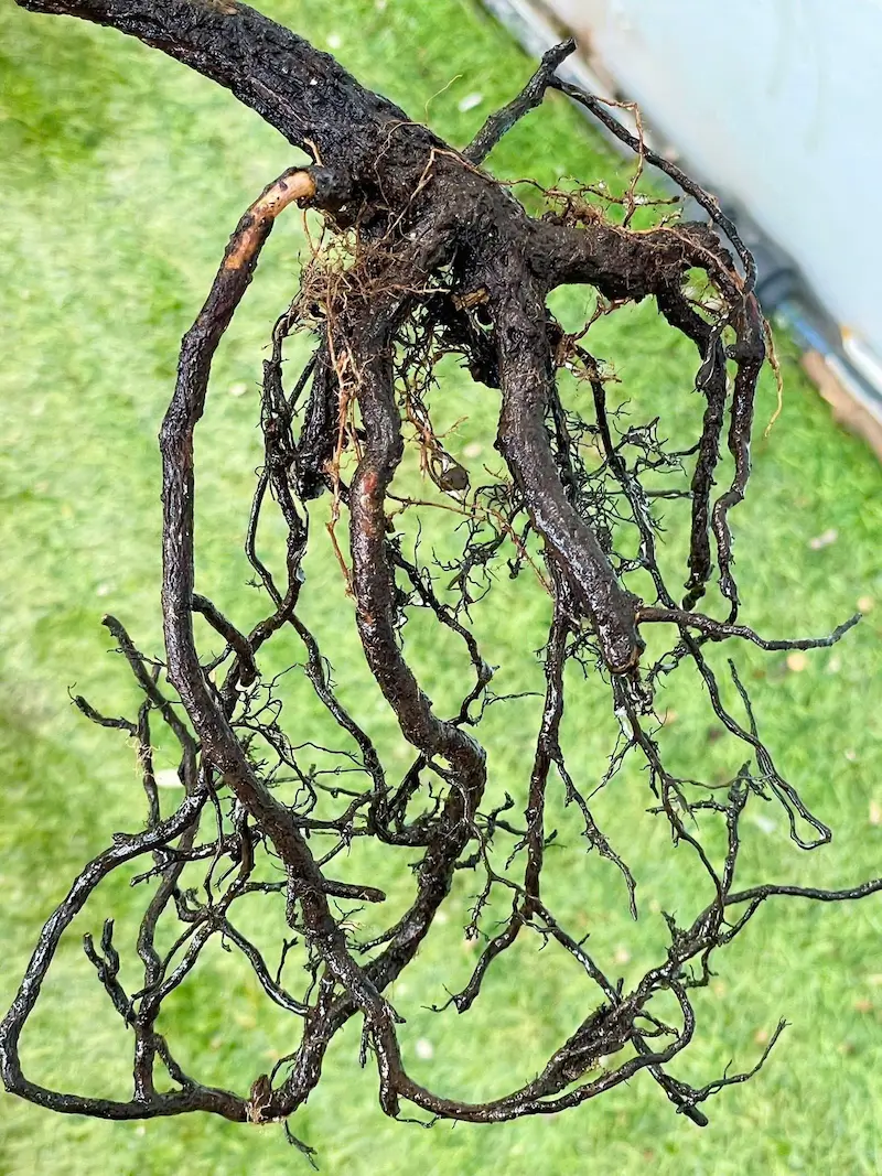 Cây muội hồng bị thối rễ