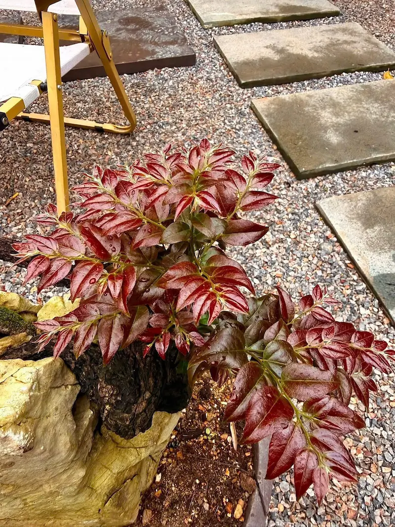 Lá muội hồng mọc tốt sau khi rễ cây được phục hồi