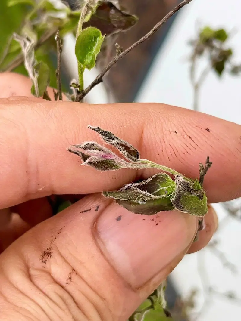 lá muội hồng bị héo do thối rễ