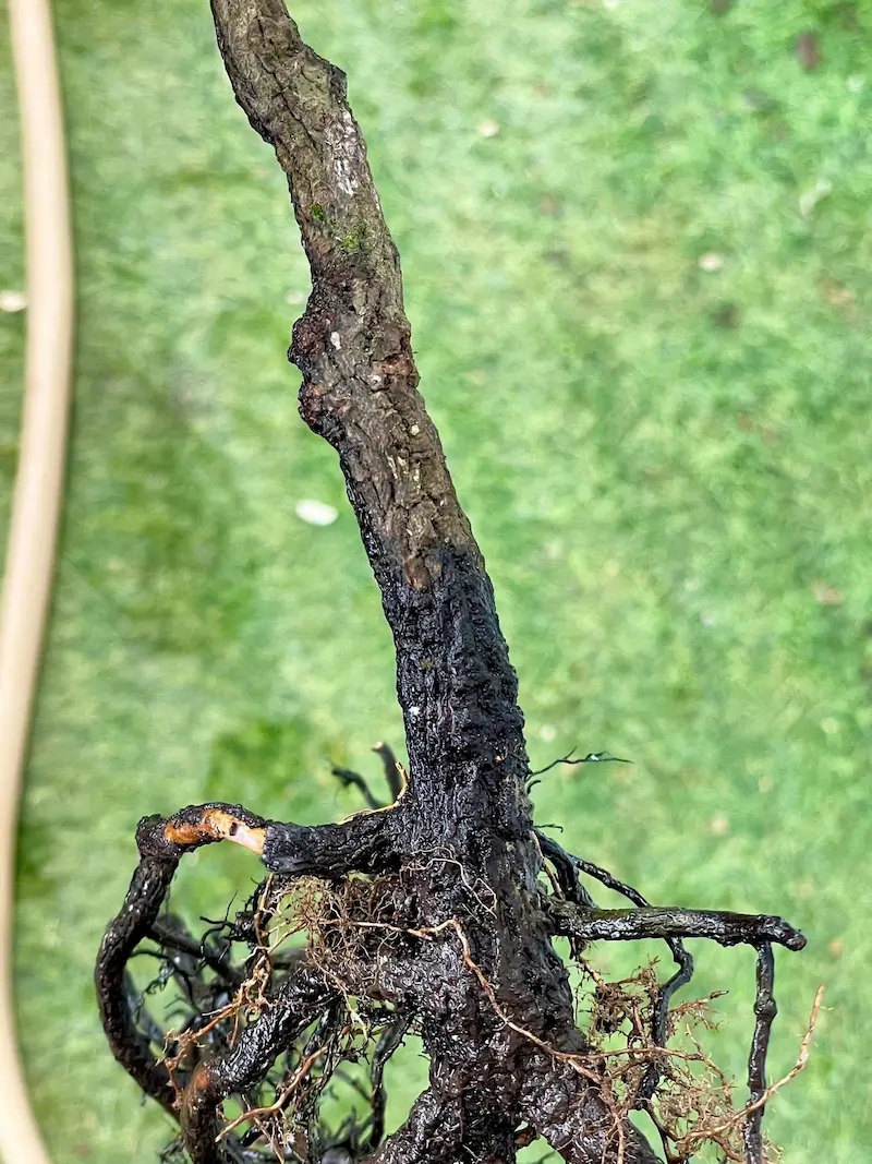 Muội hồng bị thối rễ